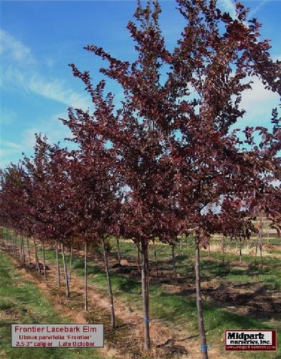 Frontier Lacebark Elm Ulmus carpinifolia parvifolia Frontier Midpark Nurseries Fond du Lac Wisconsin