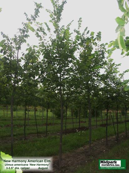 New Harmony Elm Ulmus americana midpark wisconsin nurseries