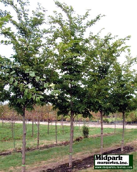 Prospector Elm Ulmus Midpark Wisconsin Nurseries