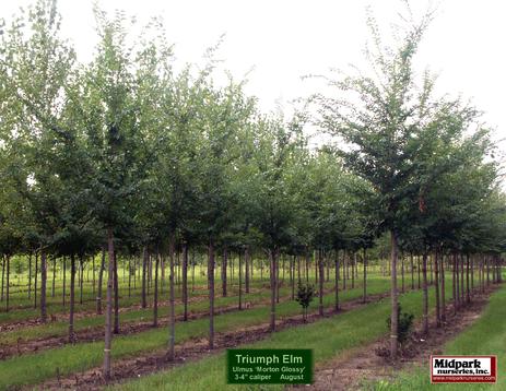 Triumph Elm Ulmus Morton Glossy midpark wisconsin nurseries